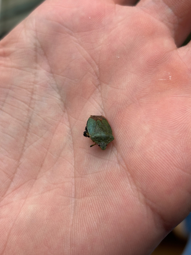 Green Shield Bug