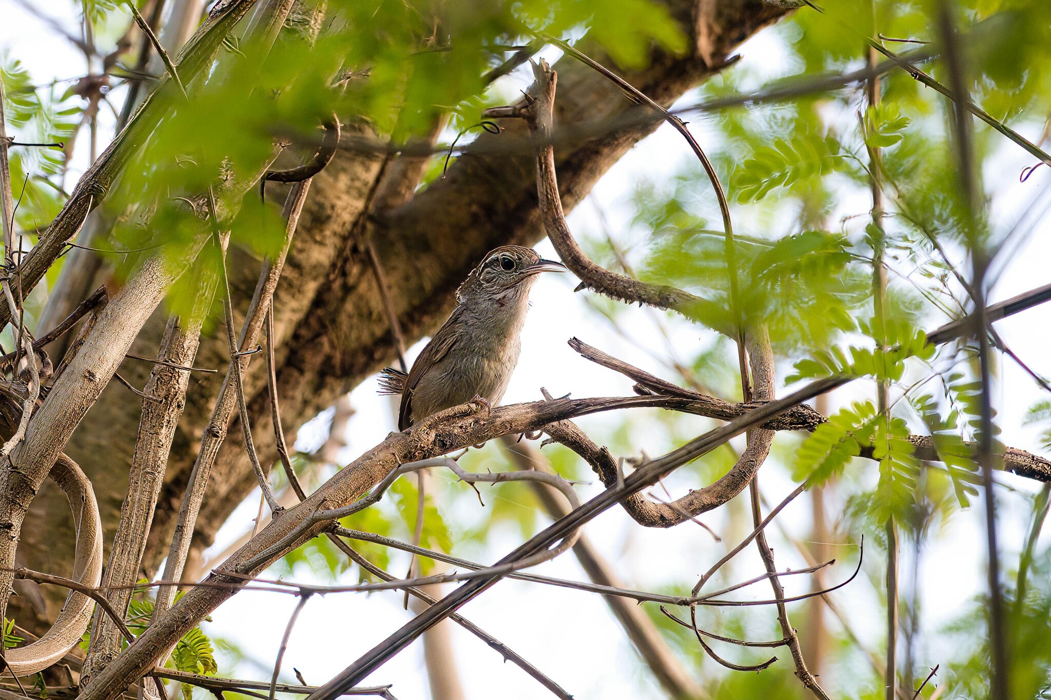 White-bellied Wren (Uropsila leucogastra), photo 1