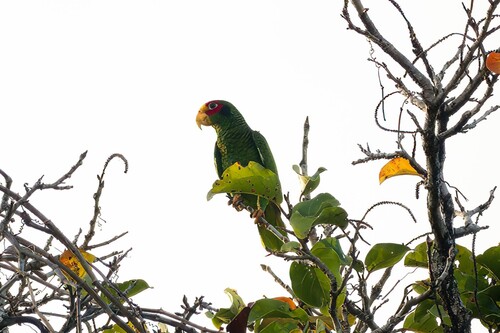 Yucatan Amazon (Amazona xantholora)