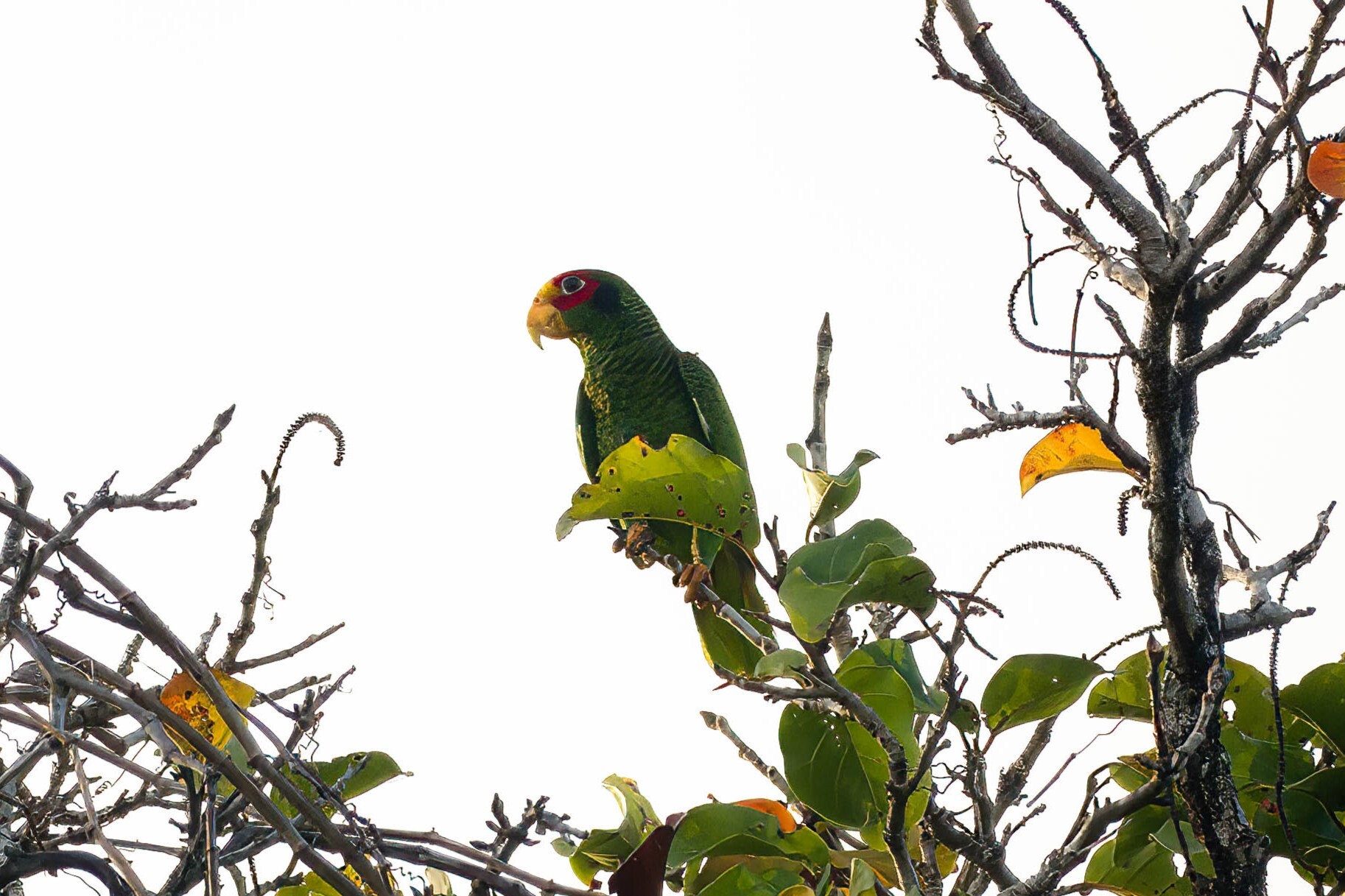 Yucatan Amazon (Amazona xantholora), photo 1