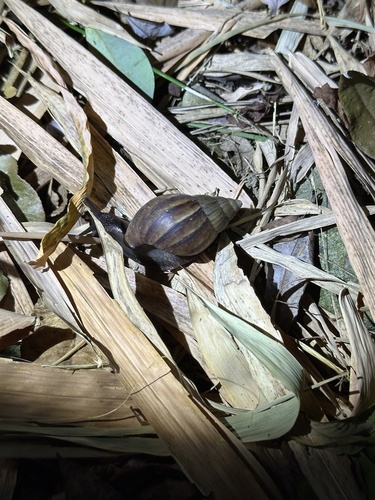 African Giant Snail