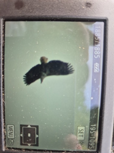 iNaturalist image