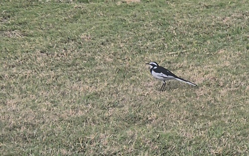 iNaturalist: (c) Richard McKibbin, some rights reserved (CC BY-NC), uploaded by Richard McKibbin iNaturalist image