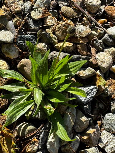 ribwort plantain