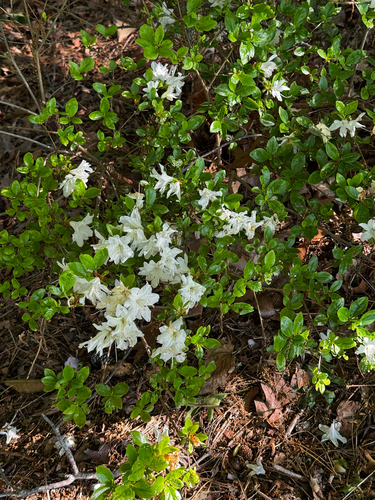swamp azalea