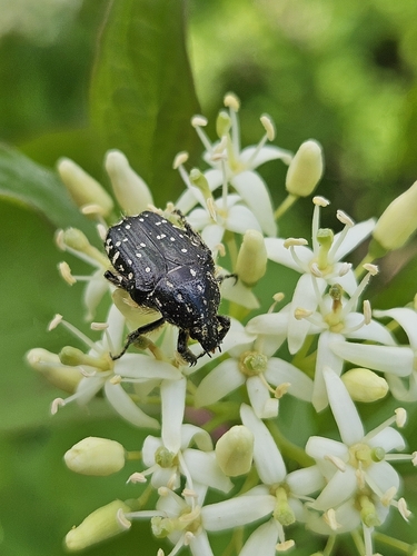Mediterranean Spotted Chafer