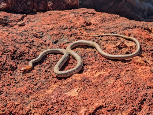 Sombre Whipsnake