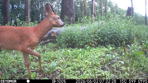 Western Roe Deer