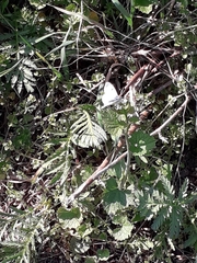 Anthocharis cardamines