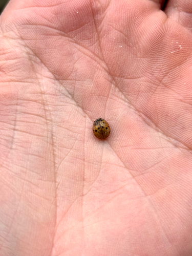 Asian Lady Beetle