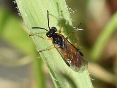 Athalia cordata