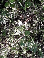 Anthocharis cardamines