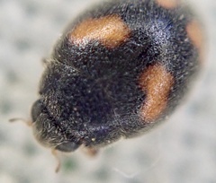 Nephus quadrimaculatus