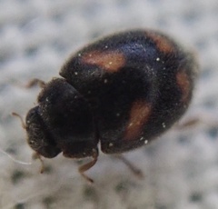 Nephus quadrimaculatus