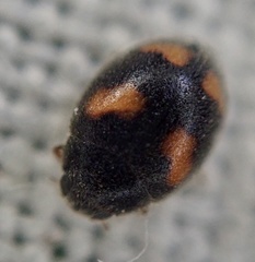 Nephus quadrimaculatus