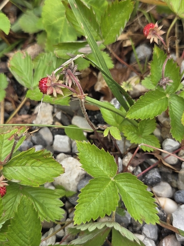 woodland strawberry