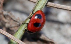 Coccinella monticola