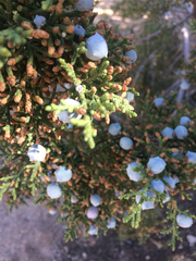 Juniperus