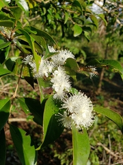 Eugenia biflora
