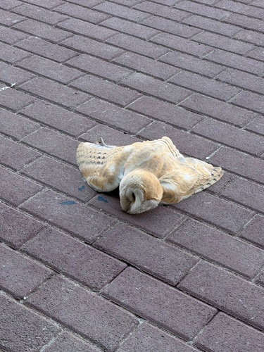 Western Barn Owl