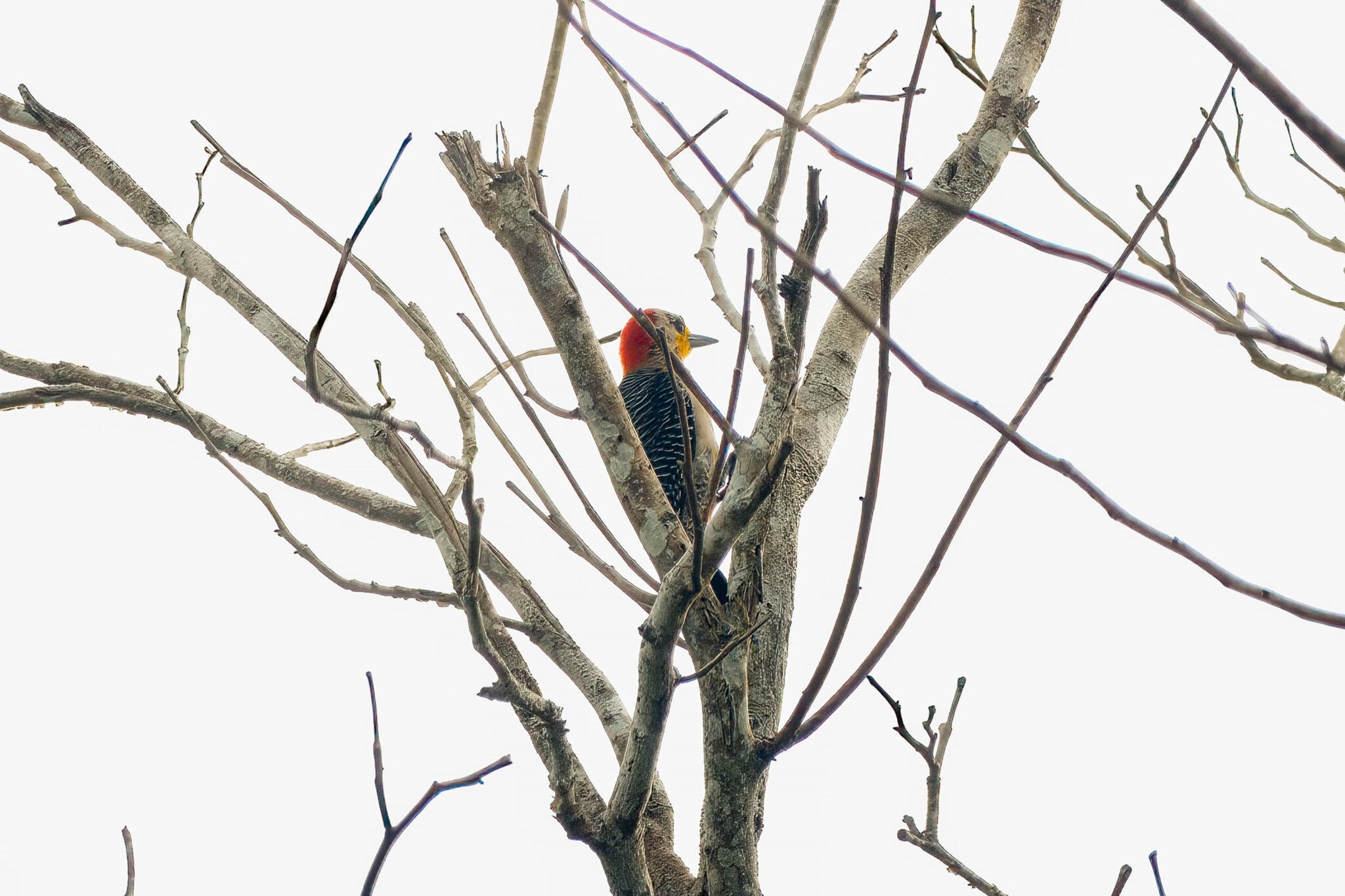 Yucatan Woodpecker (Melanerpes pygmaeus), photo 7
