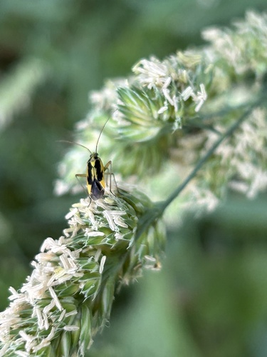 Two-spotted Grass Bug