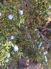Juniperus