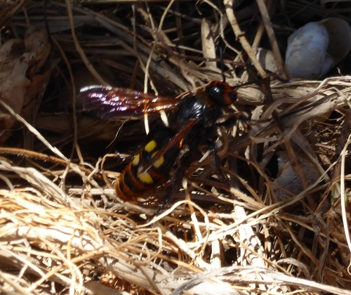 Mammoth Scoliid Wasp