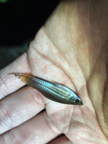Green Swordtail