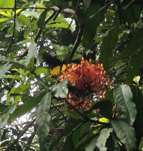 Common Birdwing