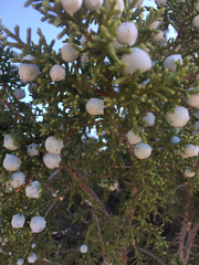 Juniperus