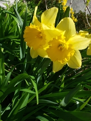 Narcissus