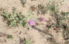 Abronia gracilis