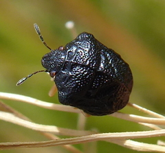Bolbocoris rufus
