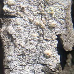 Pertusaria texana