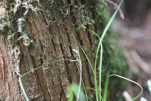 Carex tristachya iNat (2)
