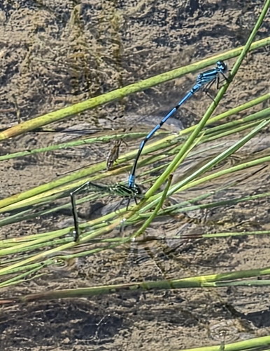 Azure Damselfly
