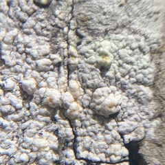 Pertusaria texana