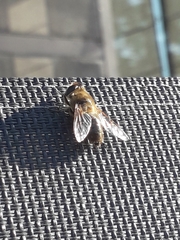 Eristalis tenax