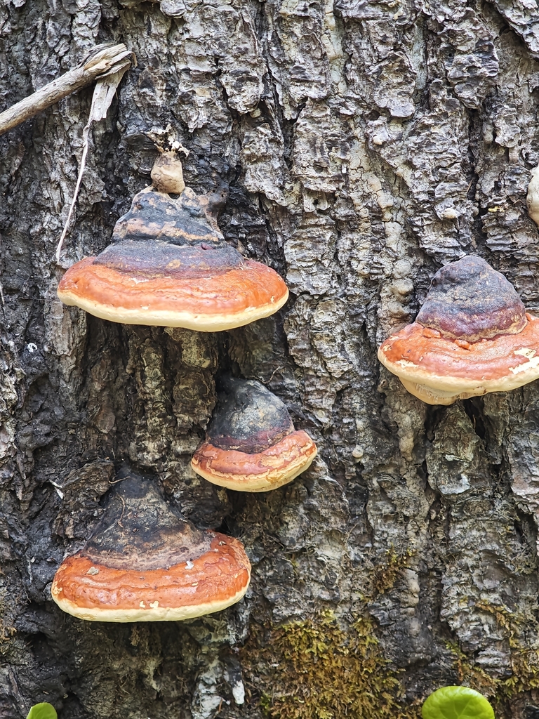 Northern Red Belt · June 2026 · photo: Photo: (c) kursic, some rights reserved (CC BY) · iNaturalist