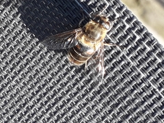 Eristalis tenax