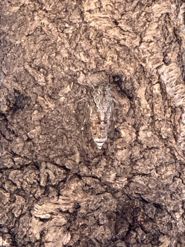 Ash Cicada