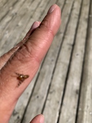 Euphranta canadensis