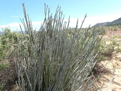Euphorbia lomelii
