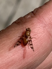 Euphranta canadensis