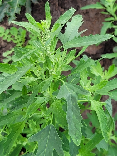 Fig-leaved Goosefoot