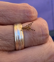 Euphranta canadensis