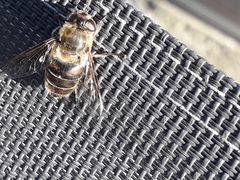 Eristalis tenax