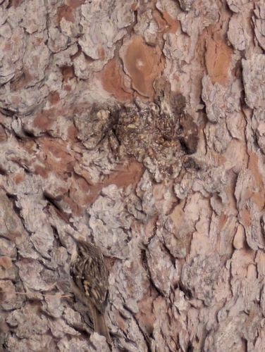Short-toed Treecreeper