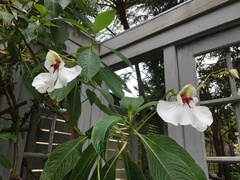 Impatiens tinctoria